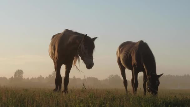 Een paard met vastgebonden poten graast in het weiland. — Stockvideo