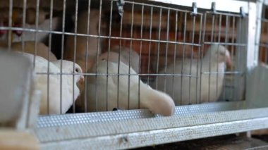 Kafesteki bıldırcın.