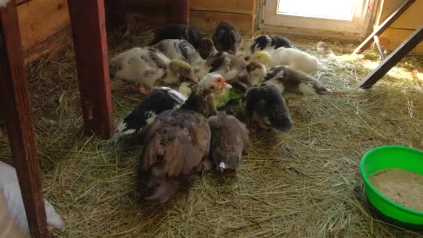 Tamme eendjes eten gesneden kool in vogelhuisje — Stockvideo