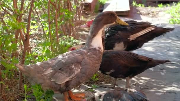 Un Indo-patos está caminando en una granja. — Vídeo de stock