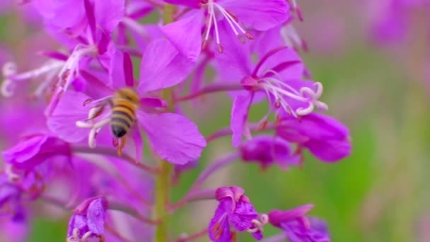 Bijen verzamelen nectar uit mooie kleur bloemen. — Stockvideo