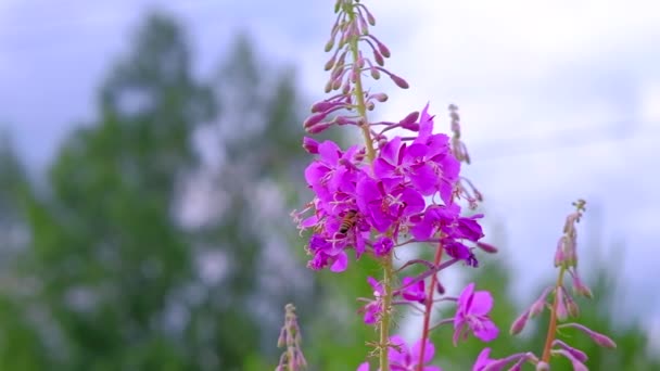 Arı güzel renkli çiçeklerden nektar toplar.. — Stok video