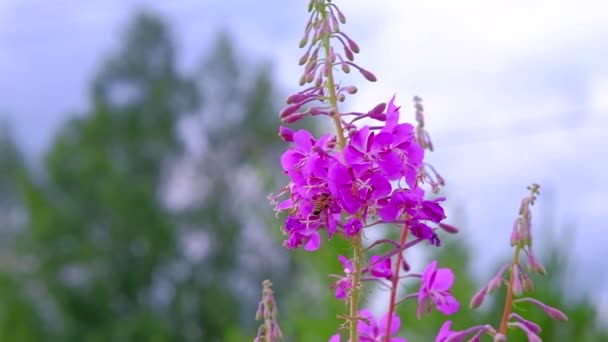 L'ape raccoglie il nettare da bei fiori di colore. — Video Stock