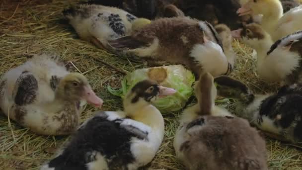 Evcil ördek yavruları kuş evinde doğranmış lahana yiyorlar. — Stok video