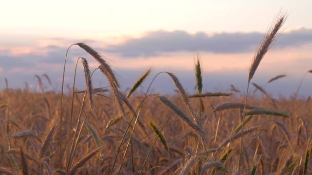 Oren van gouden tarwe bij zonsondergang. — Stockvideo