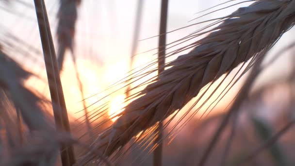 Oreilles de blé doré au coucher du soleil. — Video