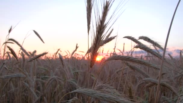 Uszy złotej pszenicy o zachodzie słońca. — Wideo stockowe