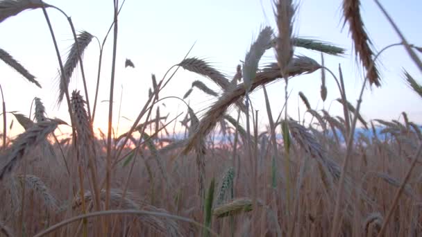 Uszy złotej pszenicy o zachodzie słońca. — Wideo stockowe