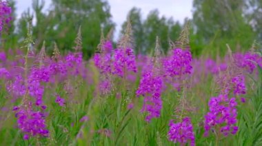 Arı güzel renkli çiçeklerden nektar toplar..