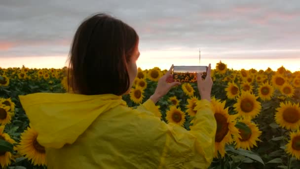 Feminino de vista traseira tirando foto campo de girassol com telefone ao pôr do sol no dia de verão. — Vídeo de Stock
