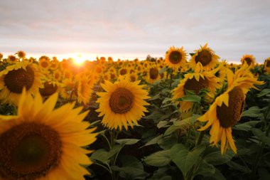Gün batımında tarlada güzel bir ayçiçeği.