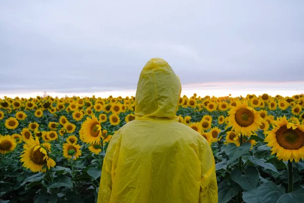 Mensch in gelbem Kapuzenregenmantel steht im Sonnenblumenfeld. Stockbild