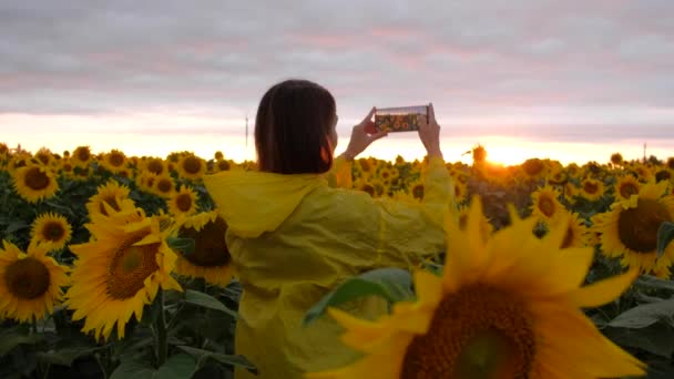 Жінка з вигляду спини фотографує соняшникове поле з телефоном на заході сонця в літній день . — стокове відео