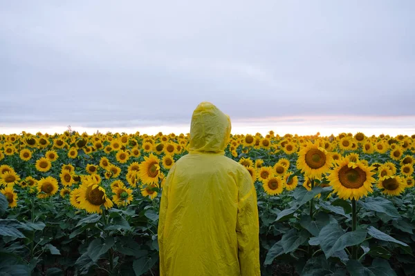 Humano em capa amarela capa de chuva em pé no campo de girassol. — Fotografia de Stock