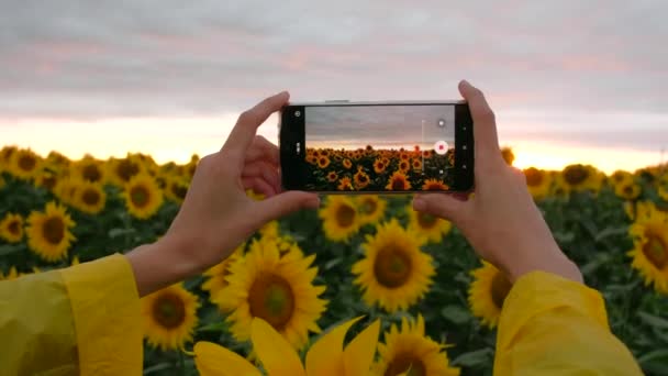 뒤에서 본 암컷 이 여름날해질 무렵에 핸드폰으로 해바라기 밭 사진을 찍고 있다. — 비디오