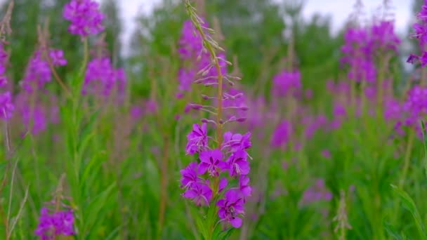 Bijen verzamelt nectar uit mooie kleur bloemen. — Stockvideo