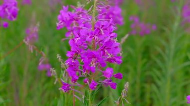 Arılar güzel renkli çiçeklerden nektar toplarlar..