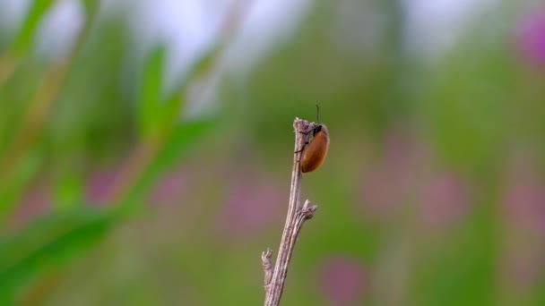 봄에 나무에 앉아 있는 작은 딱정벌레 — 비디오