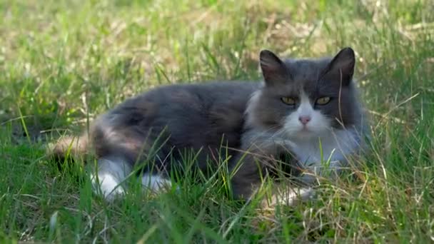 Kočka ležící v trávě. — Stock video