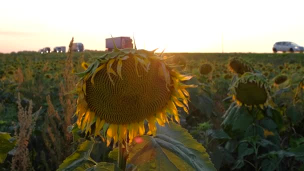 Campo de girasoles sobre el fondo de la carretera . — Vídeos de Stock