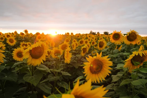 Schöne Sonnenblume auf dem Feld bei Sonnenuntergang. Stockbild