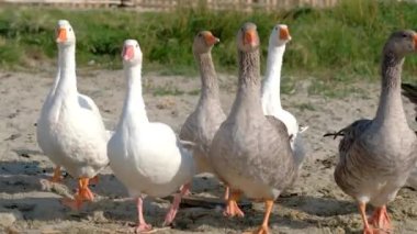 Evcil kazlar otlakta bir sürüde yürüyorlar.