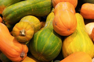 Sonbahar hasat pazarında taze portakallı kabak ve yeşil balkabağı yığını. Yüksek kalite fotoğraf