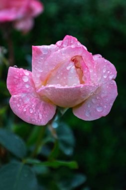 Açık yağmur damlacıklarıyla kaplı pembe bir gülün dikey görüntüsü yumuşak, bulanık bir bahçe arka planına karşı yaprakların dokusunu vurguluyor. Romantizm, hava ve makro detay için mükemmel..