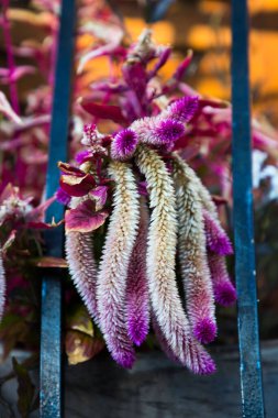 Fuzzy Purple ve White Celosia Flower Spikes on Fence
