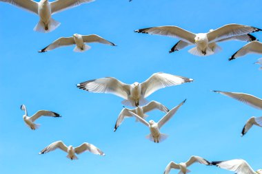 Geniş açılı dinamik bir çekim, parlak, berrak mavi gökyüzüne karşı siluetlenmiş büyük bir beyaz martı sürüsünü yakalıyor..