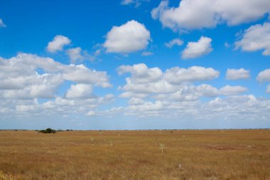 Everglades 'te Bulutlu Gökyüzü Altında Geniş Açık Alan Manzarası