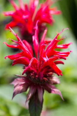 Parlak güneş ışığı altında Monarda bitkisinin eşsiz, dikenli kırmızı yaprakları ve boru çiçeğinin yüksek detaylı makro görüntüsü..