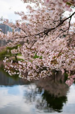 Göl suyuna yansıyan kiraz çiçeklerinin yakın çekimi