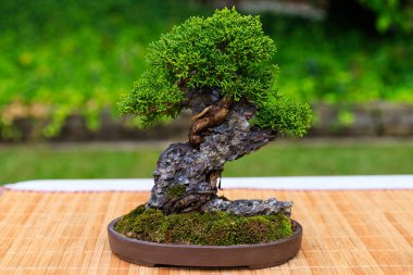 Minyatür bir kaya oluşumunun üzerinde büyümek için ustalıkla tasarlanmış bir ardıç bonsai ağacı kompozisyonun doğal ve engebeli güzelliğini vurguluyor..