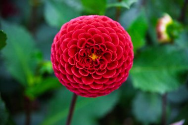 Kusursuz, simetrik kırmızı bir ponpon yıldızının yatay görüntüsü. Küresel şekli yumuşak, koyu yeşil bir arkaplanda keskin bir şekilde tanımlanır..