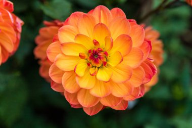 Dekoratif bir yıldız çiçeğinin çarpıcı yakın çekimi parlak turuncu uçlardan sarı bir merkeze dramatik bir şekilde dönüşüyor..