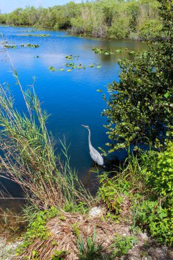 Büyük mavi balıkçıl, Florida 'nın sulak bataklığının derin mavi sularında duruyor ve avlanıyor. Etrafı uzun kamışlarla ve yemyeşil bitkilerle çevrili. Everglades, ekosistem ve vahşi yaşam kavramları için mükemmel..