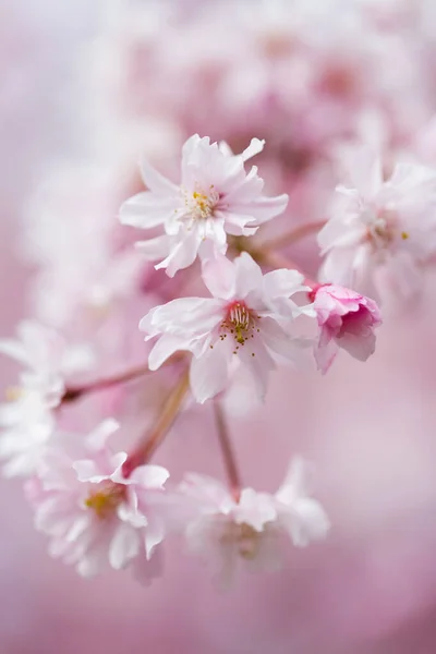 Yüksek odaklı bir makro çekim, pembe ve beyaz arkaplana karşı narin pembe kiraz çiçeklerinin oluşturduğu bir küme. Düğün, romantizm ve rüya gibi bahar kavramları için mükemmel..