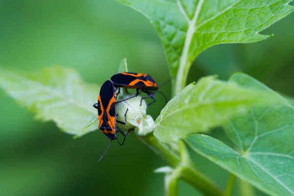 Samimi bir makro fotoğraf. Parlak, berrak güneş ışığı altında yeşil bir yaprak üzerinde çiftleşen iki turuncu ve siyah süt yosunu böceği yakalıyor..