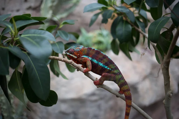 Çarpıcı mavi, yeşil ve turuncu renklere sahip canlı bir Panter Bukalemunu ağaç dalına tünemiş ve karmaşık deri dokusunu gözler önüne seriyor..