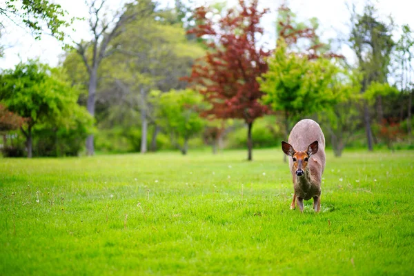 Çayırın yemyeşil çimlerinde yiyecek arayan vahşi bir geyiğin dikey yakın çekimi. Bulanık bir orman arka planı doğal ortamını vurguluyor. Vahşi yaşam ve çevre temaları için harika.
