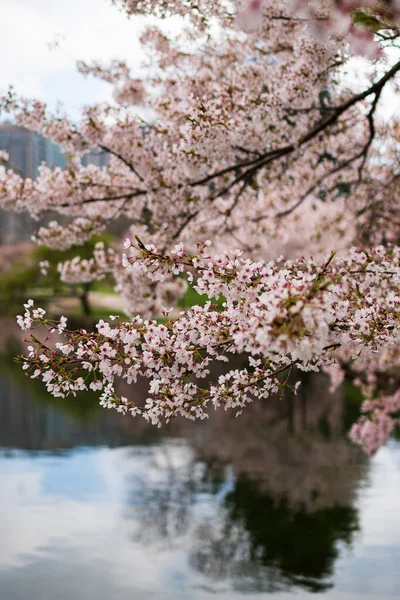 Göl suyuna yansıyan kiraz çiçeklerinin yakın çekimi