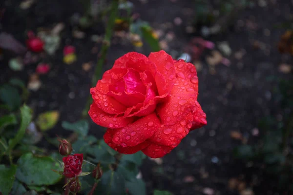 Yağmur damlacıklarıyla kaplı koyu kırmızı bir gülün yakın plan çekimi. Karanlık, atmosferik bir zemin üzerine kurulmuş. Zengin renk ve su ayrıntıları dengesiz, romantik ve yüksek kontrastlı bir kompozisyon oluşturur..