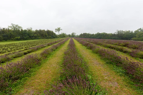 Geniş açılı, yatay bir manzara. Paralel lavanta ekinlerinin geometrik desenlerini gösteriyor. Bir çiftlik arazisi boyunca uzanan..