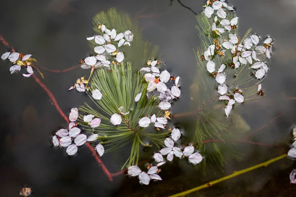 Vişne Yaprakları ve Çam İğneleri Karanlık Su 'da Yüzüyor
