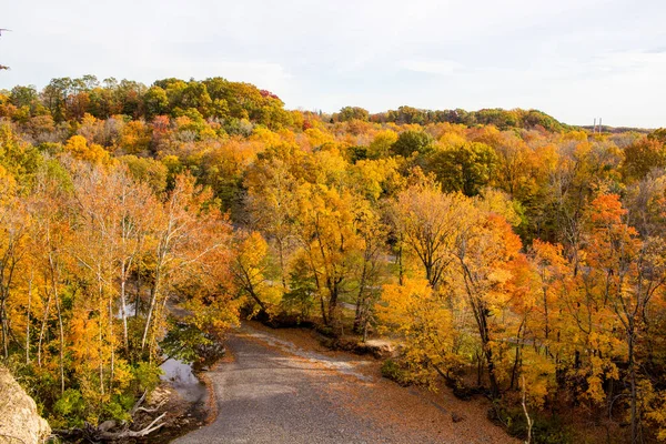Yoğun Sarı Sonbahar Renklerinde Nehiryatağı Orman Manzarası