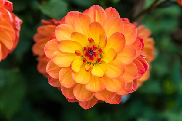 Dekoratif bir yıldız çiçeğinin çarpıcı yakın çekimi parlak turuncu uçlardan sarı bir merkeze dramatik bir şekilde dönüşüyor..