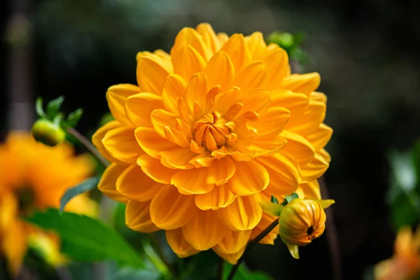 Yeşillik, tamamen oluşmuş turuncu desenli yıldız çiçeği başı ve eşlik eden hacim ve dokuyu vurgulayan küçük tomurcuk üzerine dikey bir çalışma..