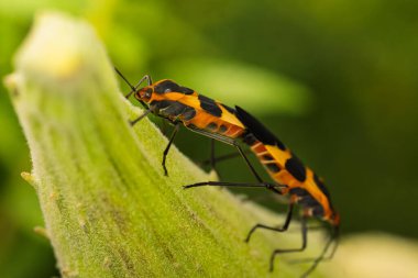 Tüylü, açık yeşil bir bitki sapının üzerinde çiftleşen iki büyük yosun böceğinin makro detaylı çekimi. Böcek üremesinin ve doğal davranışın net bir tasviri..