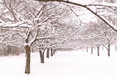 Arka arkaya kar kaplı meyve bahçesi ağaçlarının kış manzarası, ön planda yumuşak, odaktan uzak bir dal doğal bir çerçeve oluşturuyor. Yüksek anahtarlı, huzurlu ve soğuk mevsimlik bir görüntü..